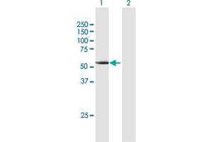 Western Blot analysis of CCNA1 expression in transfected 293T cell line by CCNA1 MaxPab polyclonal antibody. (Cyclin A1 抗体  (AA 1-464))