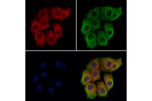ABIN7094600 and ABIN7098650 staining Hela cells by IF/ICC. (NLRC3 抗体  (C-Term))