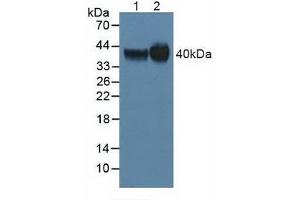 Figure. (FOLR1 抗体  (AA 25-234))