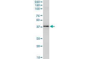 Western Blotting (WB) image for anti-BCL2-Associated Athanogene (BAG1) (AA 241-345) antibody (ABIN560026)