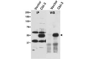 Image no. 1 for anti-Cbl proto-oncogene C (CBLC) (AA 444-458) antibody (ABIN401316) (CBLC 抗体  (AA 444-458))