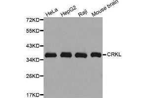 Western blot analysis of extracts of various cell lines, using CRKL antibody. (CrkL 抗体)