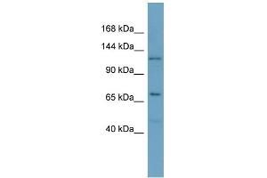 Host: Rabbit Target Name: POLRMT Sample Type: OVCAR-3 Whole Cell lysates Antibody Dilution: 1. (POLRMT 抗体  (C-Term))