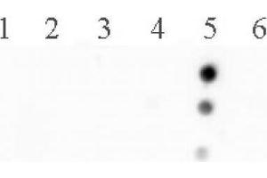 Histone H2B acetyl Lys120 pAb tested by dot blot analysis. (Histone H2B 抗体  (acLys120))