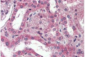 Anti-DPP10 antibody  ABIN1048507 IHC staining of human kidney. (DPP10 抗体  (Internal Region))