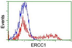 HEK293T cells transfected with either RC200478 overexpress plasmid (Red) or empty vector control plasmid (Blue) were immunostained by anti-ERCC1 antibody (ABIN2455549), and then analyzed by flow cytometry. (ERCC1 抗体)