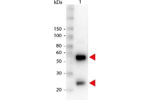Western Blot of Peroxidase conjugated Rabbit anti-Swine IgG antibody. (兔 anti-Pig IgG (Heavy & Light Chain) Antibody (HRP))