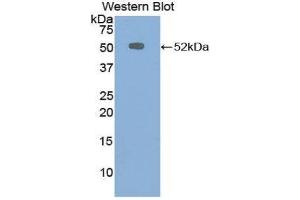 Western Blotting (WB) image for anti-Chromogranin B (Secretogranin 1) (CHGB) (AA 309-484) antibody (ABIN1858400) (CHGB 抗体  (AA 309-484))