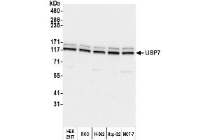 Western Blotting (WB) image for anti-Ubiquitin Specific Peptidase 7 (Herpes Virus-Associated) (USP7) (AA 1-50) antibody (ABIN7453547) (USP7 抗体  (AA 1-50))