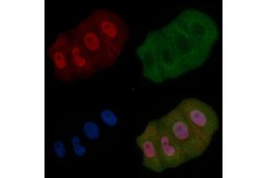 ZFX Mouse Monoclonal Antibody staining Hela cells by IF/ICC.