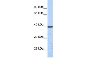 WB Suggested Anti-KCNK1 Antibody Titration:  0. (KCNK1 抗体  (Middle Region))