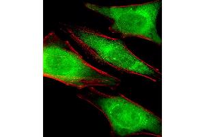 Fluorescent image of Hela cells stained with PRS4 Antibody . (PSMC1 抗体  (C-Term))