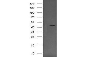 Image no. 4 for anti-Mitogen-Activated Protein Kinase Kinase 1 (MAP2K1) antibody (ABIN1499390) (MEK1 抗体)