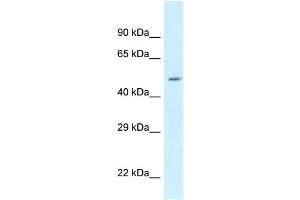 WB Suggested Anti-ATXN10 Antibody Titration: 1. (Ataxin 10 抗体  (N-Term))