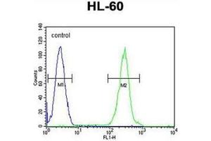 Flow cytometric analysis of HL-60 cells using RSS3 Antibody (Center) Cat. (PRSS3 抗体  (Middle Region))