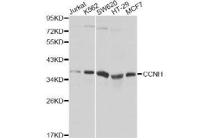 Western Blotting (WB) image for anti-Cyclin H (CCNH) (AA 1-323) antibody (ABIN3021259)