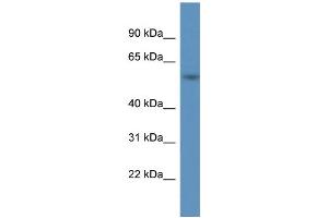 WB Suggested Anti-A1BG Antibody Titration: 1. (A1BG 抗体  (C-Term))