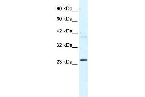 WB Suggested Anti-FREQ Antibody Titration:  0. (NCS1 抗体  (N-Term))