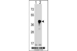 Western blot analysis of C4BPB using rabbit polyclonal C4BPB Antibody using 293 cell lysates (2 ug/lane) either nontransfected (Lane 1) or transiently transfected (Lane 2) with the C4BPB gene. (C4BPB 抗体  (AA 125-153))