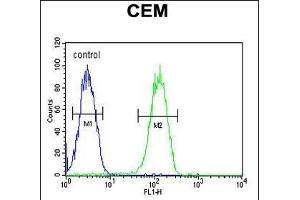 BIN2 Antibody (N-term) (ABIN651965 and ABIN2840476) flow cytometric analysis of CEM cells (right histogram) compared to a negative control cell (left histogram). (BIN2 抗体  (N-Term))