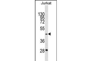 GTF3A Antibody (C-term) (ABIN1537104 and ABIN2850137) western blot analysis in Jurkat cell line lysates (35 μg/lane). (GTF3A 抗体  (C-Term))