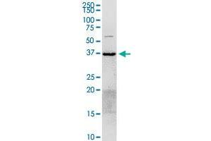ANXA2 MaxPab rabbit polyclonal antibody. (Annexin A2 抗体  (AA 1-357))