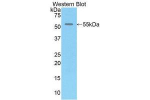 Western Blotting (WB) image for anti-Chemokine (C-X3-C Motif) Ligand 1 (CX3CL1) (AA 81-337) antibody (ABIN1858576) (CX3CL1 抗体  (AA 81-337))