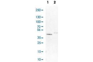 Western Blot analysis of Lane 1: NIH-3T3 cell lysate (mouse embryonic fibroblast cells) and Lane 2: NBT-II cell lysate (Wistar rat bladder tumour cells) with GALT polyclonal antibody .