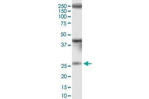 IQCF1 monoclonal antibody (M01), clone 1H4. (IQCF1 抗体  (AA 1-205))