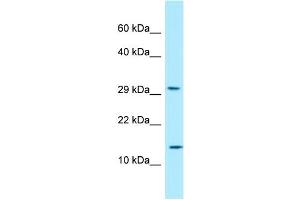 WB Suggested Anti-RPLP2 Antibody Titration: 1. (RPLP2 抗体  (N-Term))