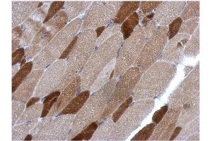 AP31123PU-N RGS4 antibody staining of Paraffin-Embedded Muscle at 1/500 dilution. (RGS4 抗体  (AA 1-188))