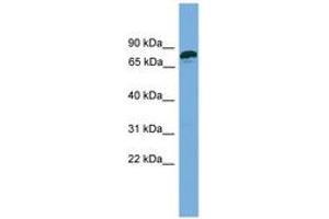 Image no. 1 for anti-Zinc Finger Protein 790 (ZNF790) (AA 107-156) antibody (ABIN6744902) (ZNF790 抗体  (AA 107-156))