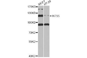 Western blot analysis of extracts of various cell lines, using INTS5 antibody (ABIN6290524) at 1:1000 dilution. (INTS5 抗体)