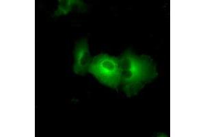 Image no. 2 for anti-PAS Domain Containing Serine/threonine Kinase (PASK) antibody (ABIN1500032) (PASK 抗体)