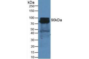 Western blot analysis of Mouse Heart Tissue. (DPP4 抗体  (AA 29-178))