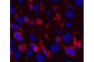 Immunofluorescence analysis of Mouse liver tissue using ACTA2 Monoclonal Antibody at dilution of 1:200. (Smooth Muscle Actin 抗体)