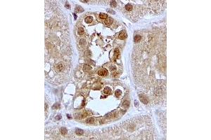 ABIN2559904 (2µg/ml) staining of paraffin embedded Human Kidney. (SGK1 抗体  (C-Term))