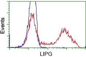 HEK293T cells transfected with either pCMV6-ENTRY LIPG (RC209248) (Red) or empty vector control plasmid (Blue) were immunostained with anti-LIPG mouse monoclonal (ABIN2453255), and then analyzed by flow cytometry. (LIPG 抗体)