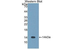 Western Blotting (WB) image for anti-Cystatin-Like 1 (CSTL1) (AA 21-114) antibody (ABIN1176755) (CSTL1 抗体  (AA 21-114))