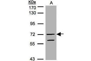 WB Image Sample(30 μg of whole cell lysate) A:HeLa S3, 7. (GFR 抗体  (N-Term))