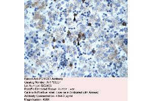 Human Liver (PCYOX1 抗体  (C-Term))