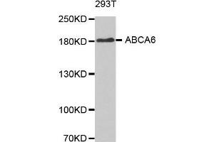 Western blot analysis of extracts of 293T cellline, using ABCA6 antibody. (ABCA6 抗体)