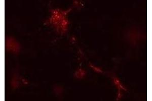 Mouse leukaemic monocyte macrophage cells treated with vinblastine for 1 hr. (ATG12 抗体  (AA 1-50))