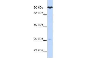 WB Suggested Anti-SUPV3L1 Antibody Titration:  0. (SUPV3L1 抗体  (N-Term))
