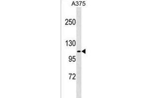 FARP1 Antibody (N-term) (ABIN1539506 and ABIN2849509) western blot analysis in  cell line lysates (35 μg/lane). (FARP1 抗体  (N-Term))