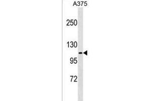 Western Blotting (WB) image for anti-FERM, RhoGEF (ARHGEF) and Pleckstrin Domain Protein 1 (Chondrocyte-Derived) (FARP1) (AA 62-90), (N-Term) antibody (ABIN1539506)