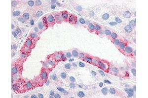 Anti-ESRRG / ERR Gamma antibody IHC of human kidney. (ESRRG 抗体  (N-Term))
