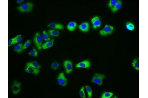 Immunofluorescence staining of HepG2 cells with ABIN7146213 at 1:133, counter-stained with DAPI. (CDH15 抗体  (AA 639-766))