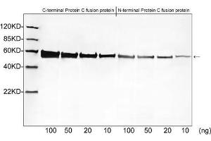 Western blot analysis of Protein C tagged fusion proteins expressed in E. (Protein C Tag 抗体)