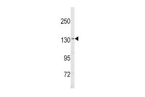 Western Blotting (WB) image for anti-Sterol Regulatory Element Binding Transcription Factor 1 (SREBF1) (AA 349-378) antibody (ABIN652680)